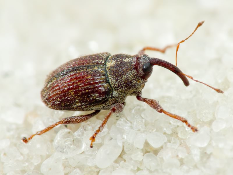 Trichosirocalus troglodytes (Fabricius, 1787)
